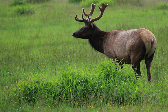 Elk on Green Grass Photo by John A. Ferrante