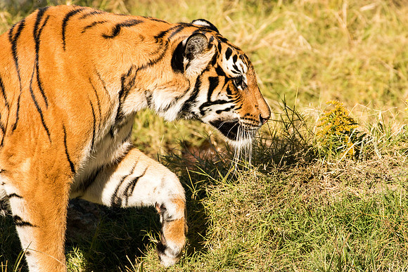 Tiger Prowl Photo by John A. Ferrante