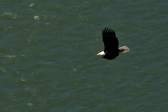 American Bald Eagle in Flight Photo By John A. Ferrante