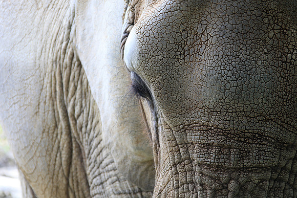 Elephant Skin Close Up Photo by John A. Ferrante