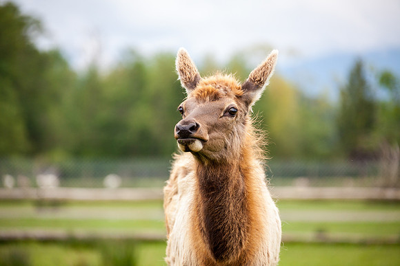 Llama Photo by John A. Ferrante