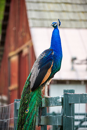 Peacock on Barn Fence Photo by John A. Ferrante