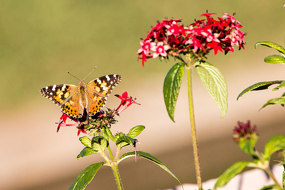 Butterfly and Flower by John A. Ferrante
