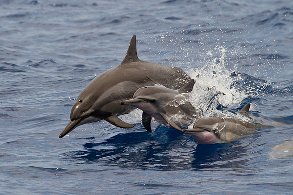 Baby Spinner Dolphin Photo by John A. Ferrante