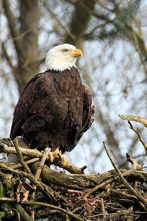 Bald Eagle in Nest Photo by John A. Ferrante