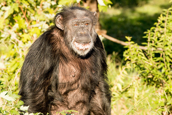 Chimpanzee Smiling Photo By John A. Ferrante