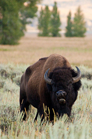 Bison Photo by John A. Ferrante