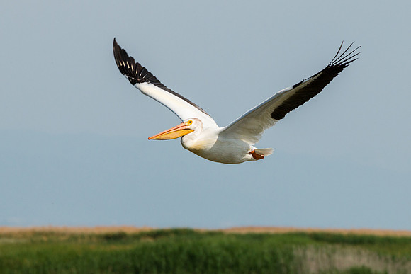 Pelican Bird in Flight Photo by John A. Ferrante