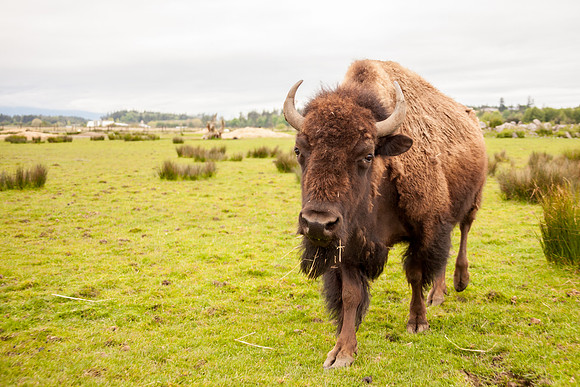 Buffalo Running Photo by John A. Ferrante