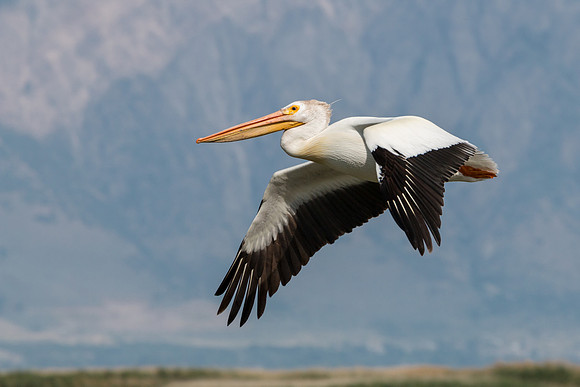 Pelican in Flight by John A. Ferrante